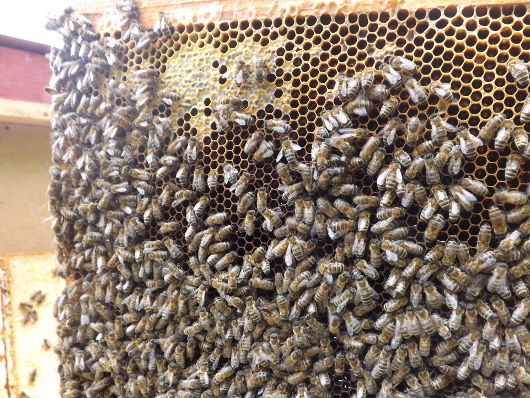 pasieka pszczoły Roztocze